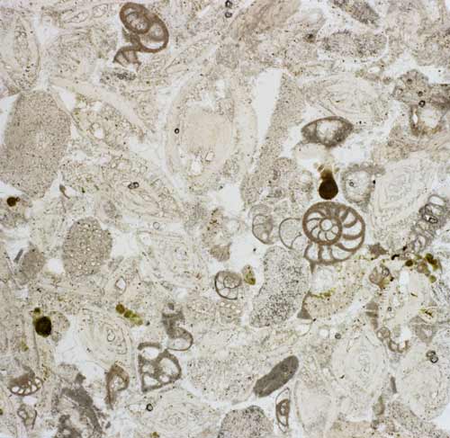 Limestone
