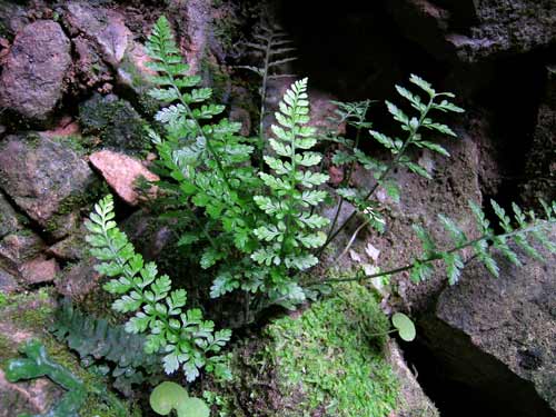 Fern