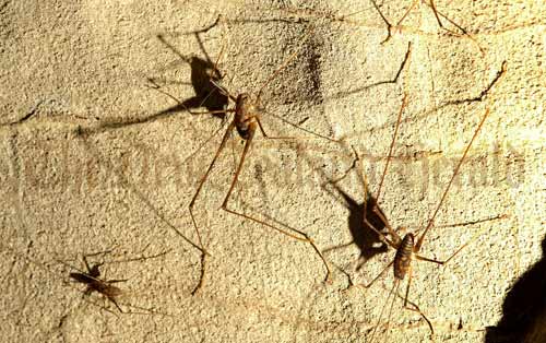 Cave wētā