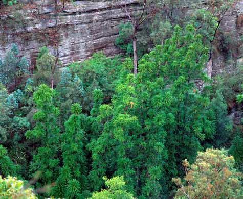 Wollemi pine