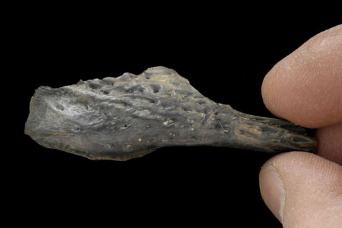 Crocodile jawbone