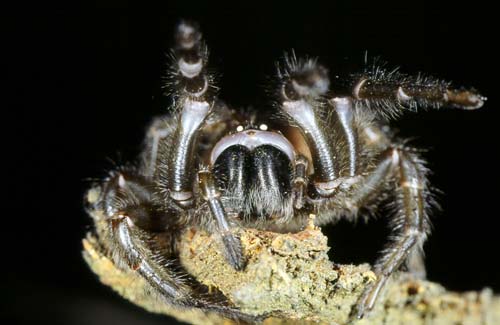 Black tunnel-web spider 