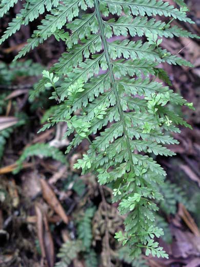 Hen and chickens fern