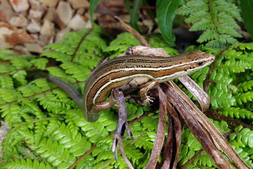 Moko skink