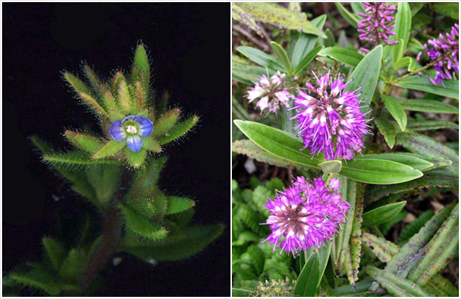 <em>Veronica arvensis</em> and hebe