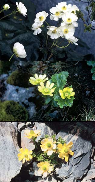 Buttercup species