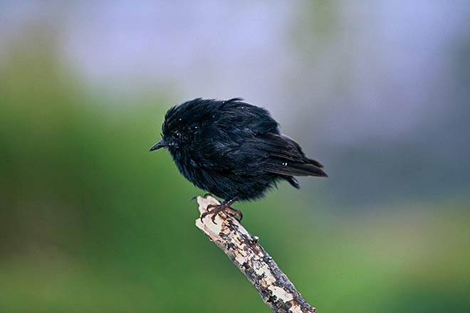Snares Island tomtit