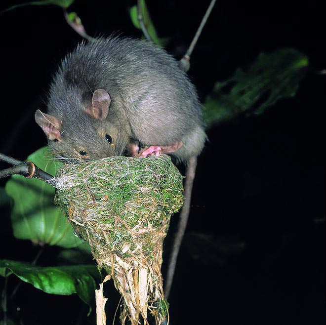 Rat in fantail nest