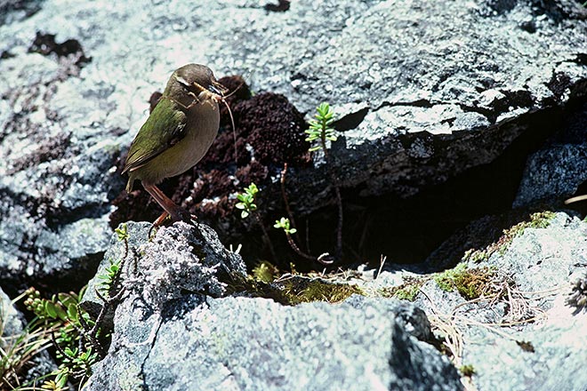 Rock wren with wētā