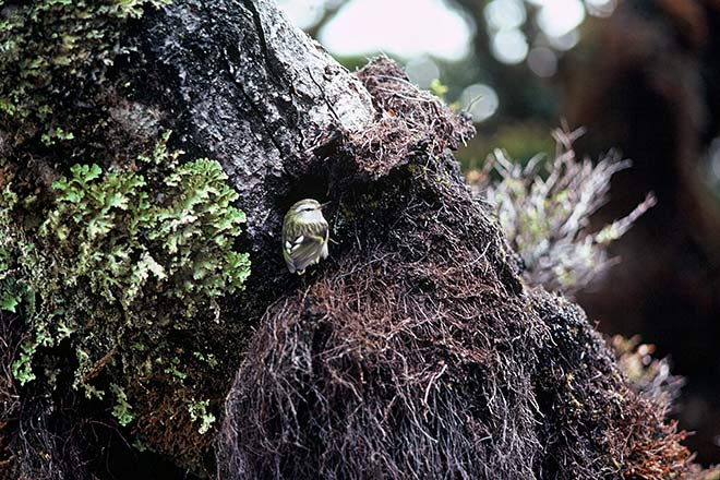 Female North Island rifleman