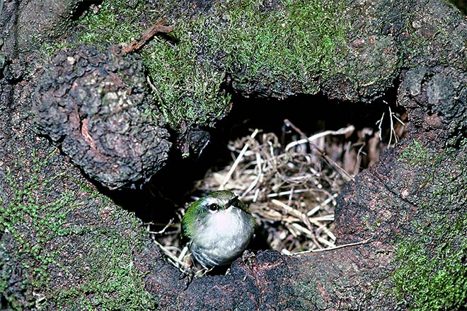 South Island rifleman 
