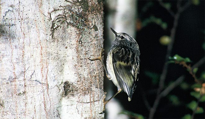 Juvenile rifleman 