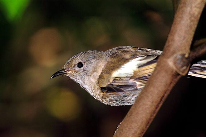 Female stitchbird