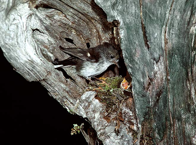 Female tomtit
