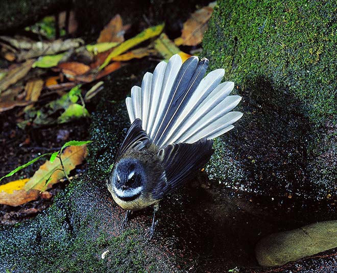 Pied fantail