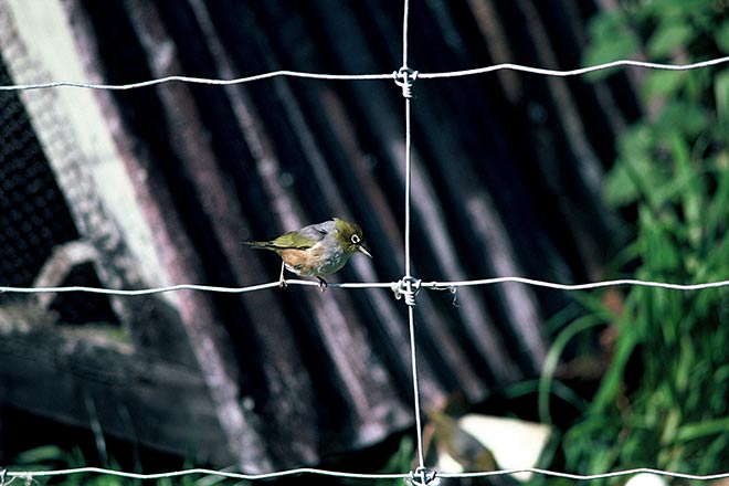 Silvereye