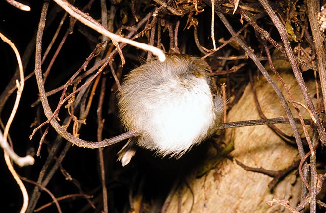 Chatham Island warbler