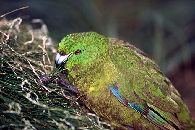 Antipodes Island parakeet