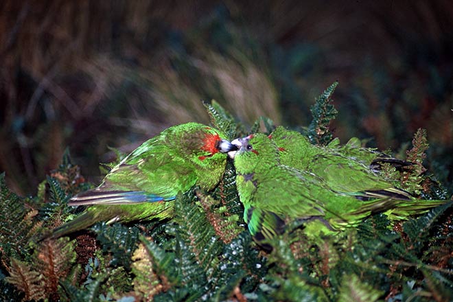 Reischek's parakeet feeding chicks 
