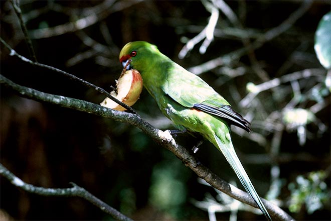 Yellow-crowned parakeet 