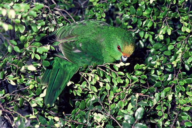 Orange-fronted parakeet 