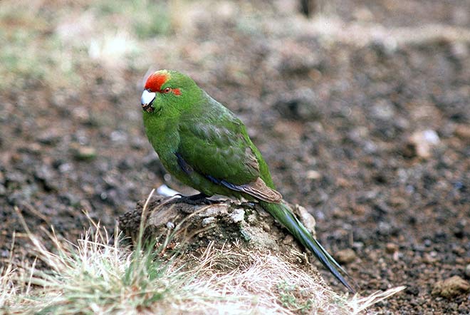 Kermadec red-crowned parakeet 