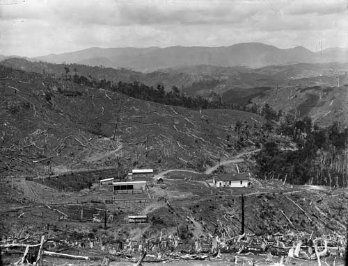 Forest cleared for farmland