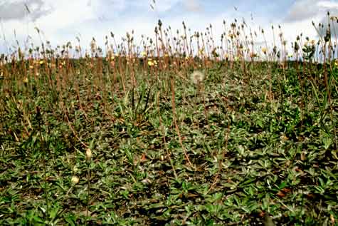 Hawkweed 