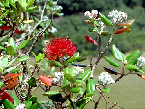Kermadec pōhutukawa 