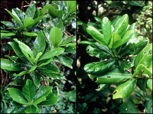 <em>Pennantia</em> species