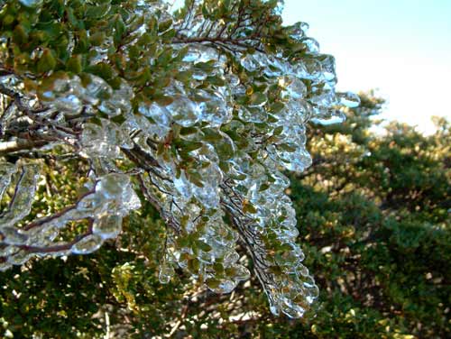 Iced leaves 