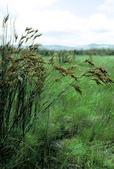 Bamboo rush 