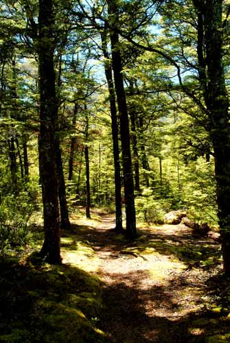 Red beech forest
