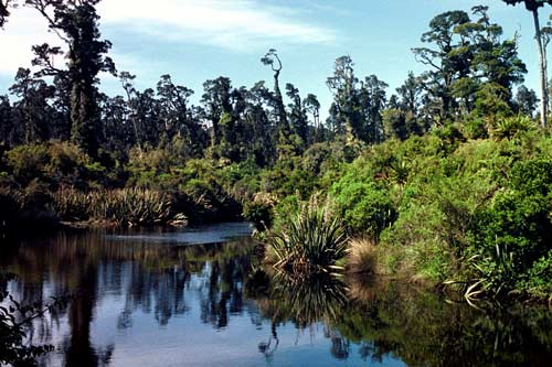 Kahikatea