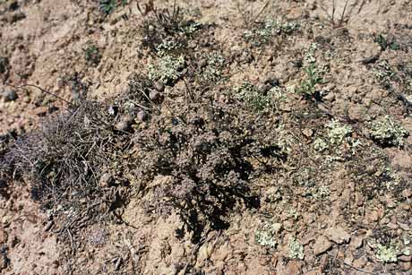 Saltpan plants