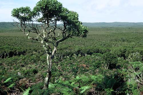 Chatham Islands forest