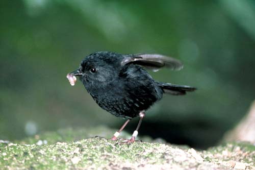 Chatham Island black robin 