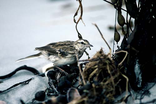 Chatham Island pipit 