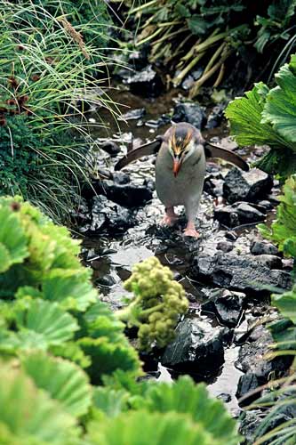 Royal penguin