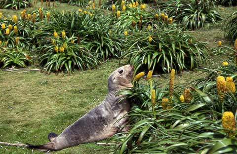 Sea lion and megaherbs