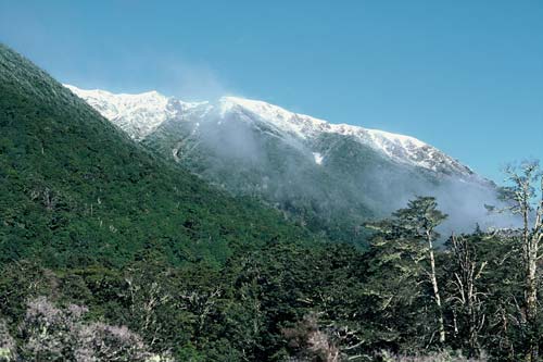 Beech forest