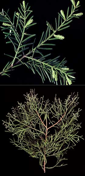 Mataī and kahikatea foliage