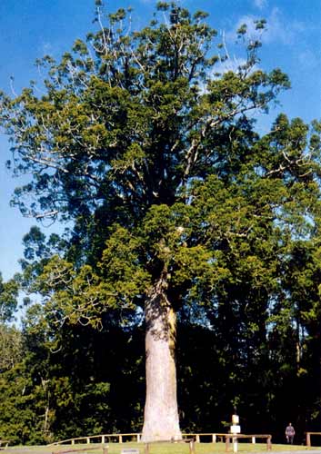 Kauri 
