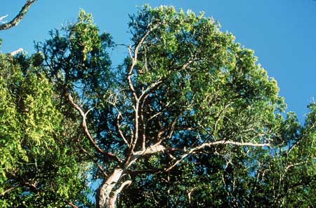 Kawaka foliage and bark