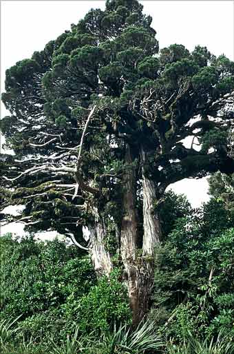 Kaikawaka