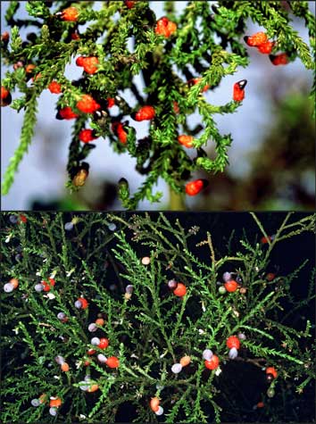 Rimu and kahikatea foliage and seeds