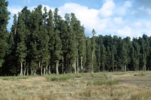 Kahikatea stand