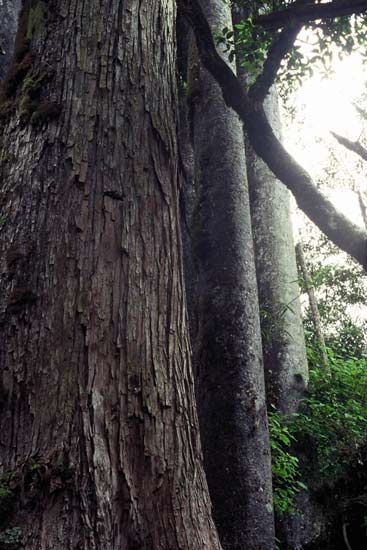 Tōtara bark 