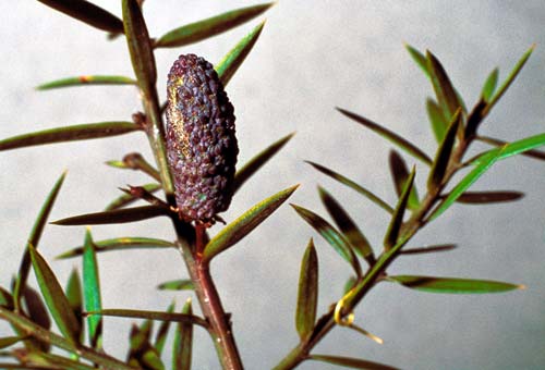 Male cone 