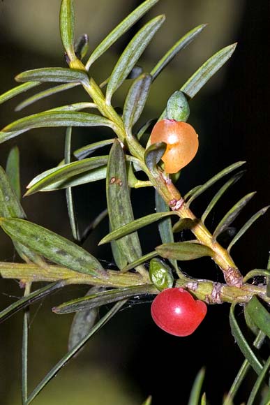 Tōtara seeds and foliage 